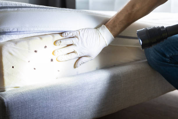 Best Termite Control Services  in Crandon, WI